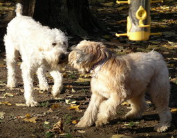 Jimmy and Rufus face off 11-2004